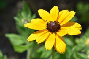 Englisch Bullen Auge Blume blühen Blühen im das Sommer- foto