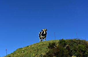 schwarz und Weiß Stier Stehen auf das oben von ein Hügel foto