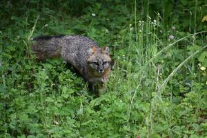 suchen in das Gesicht von ein grau Fuchs foto