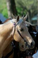 Süss Palomino Pony mit Heftzwecke beim ein Show foto