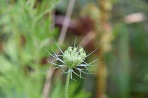 Knospung Königin ann Spitze Wildblume bereit zu blühen foto