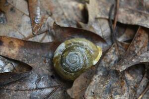 Land Schnecke mit ein Spiral- Schale auf tot Blätter foto