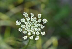 Knospung Königin ann Spitze Wildblume Blühen foto