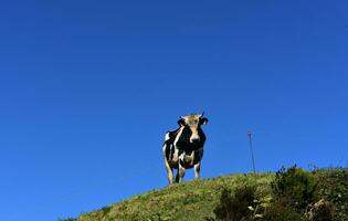 Weiß und schwarz Stier auf das oben von ein Hügel foto