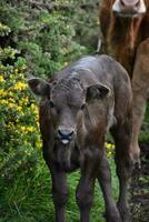 braun Baby Kuh mit Stechginster im England foto
