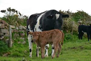 braun Kalb und schwarz Kuh im ein Weide foto