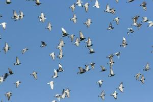 Herde von Renntauben, die gegen den klaren blauen Himmel fliegen foto