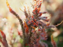 Celosia spicata Frühling ein Strauß von Blumen, ein Kaskade Strauß. aus durch das Ende von das Blume Geäst, Weiss, Licht Rosa zu dunkel Rosa. Dort sind viele klein Blumen gefüttert oben dicht Blühen im Garten foto