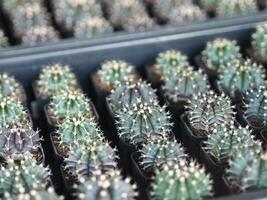 cereus peruvianus, feenschloss, kaktusbaum, grüner stamm, hat scharfe spitzen, die in terrakotta-porzellantopf blühen foto