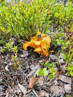 Pfifferling im das Gras. Sammeln Essen im Natur. finden Pilze während Wandern foto