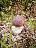 Steinpilz Pilz im das Wald auf das Boden. braun Deckel, Weiß Stengel von das Pilz foto