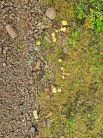 Pfifferling durch das Wegrand. Sammeln Essen im Natur. finden Pilze während Wandern foto