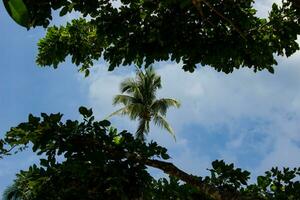 Palme Baum Philippinen foto