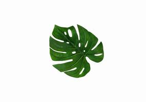 Grün oder Monstera Blatt isoliert auf Weiß Hintergrund mit Ausschnitt Weg. Teil von tropisch Baum, natürlich Material und Zier Pflanze Konzept foto