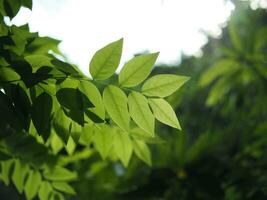 Grün Leafe zum Hintergrund und Natur Stil mit Rand Licht und gut Raum foto