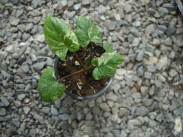 homalomena und Alocasia bunt Pflanze Leafe zum Dekoration Haus Garten foto