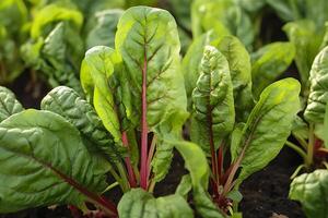 Mangold wachsend im ein städtisch Garten. Garten Zuckerrüben und Salat Blätter schließen hoch. generativ ai foto