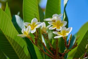 Weiß und Gelb Plumeria Blumen wachsend auf ein Baum. foto