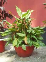 Aglaonem. Chinesisch immergrün plant.close oben von Aglaonema Bild dreifarbig Pflanze. Aglaonema zuerst Diamant Aglaonema Laub, Frühling Schnee Chinesisch immergrün gepflanzt im ein Erde Topf. Pflanze Pflege Konzept. foto