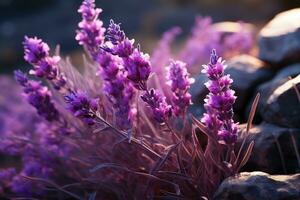 Lavendel im das Wald Natur Landschaft ai generiert foto