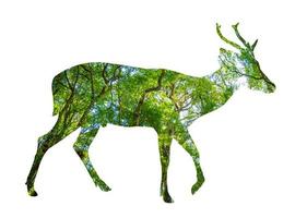 Waldsilhouette in Form eines wilden Tieres foto
