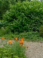 Sommerzeit im Garten foto