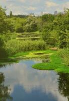 sommertageslandschaft mit einem großen sumpf, der mit grüner entengrütze und sumpfvegetation übersät ist foto