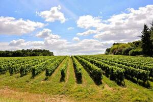 ein Weinberg Feld mit Reihen von Grün Trauben foto