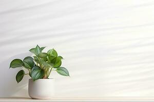 Peperomie Pflanze auf Weiß Mauer Hintergrund ai generativ foto