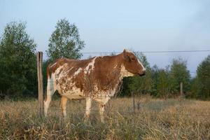 Seitenansicht der schönen braun-weiß gefleckten holländischen Kuh foto