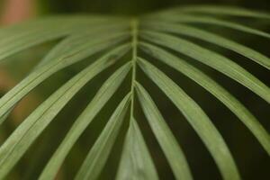 schließen oben Grün Palme Blätter. selektiv Fokus foto
