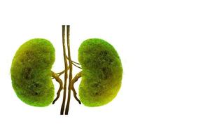 Bäume Nieren 3D Umwelt- und Medizinkonzepte