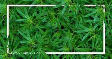 Marihuana-Blatt-Illustrationen auf dunklem Cannabis-Hintergrund