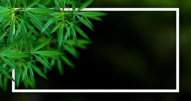 Marihuana-Blatt-Illustrationen auf dunklem Cannabis-Hintergrund