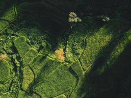 Landschaftsreisfeld in Asien, Luftbild foto