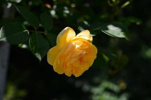 offene, unglaublich schöne gelbe Rose im Garten foto