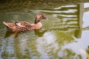 Stockenten-Enten-Nickerchen beim Schwimmen auf dem Wasser foto