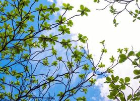 Blick in den Himmel unter dem Baum foto