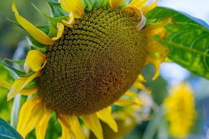 Sonnenblumen mit grünen Blättern vor blauem Himmel foto