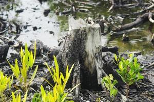 Mangroven, die geschnitten und verbrannt wurden foto