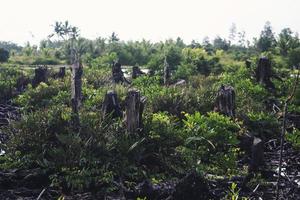 Mangroven, die geschnitten und verbrannt wurden