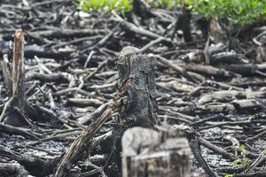 Mangroven, die geschnitten und verbrannt wurden foto