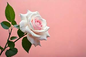 ein Single Weiß Rose gegen ein Rosa Hintergrund. KI-generiert foto