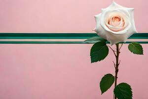 ein Single Weiß Rose ist Sitzung auf ein Rosa Hintergrund. KI-generiert foto