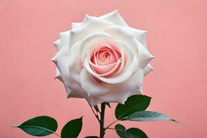 ein Weiß Rose ist gezeigt gegen ein Rosa Hintergrund. KI-generiert foto