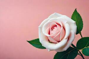 ein Single Rose ist gezeigt gegen ein Rosa Hintergrund. KI-generiert foto