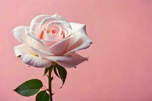 ein Single Weiß Rose ist gezeigt gegen ein Rosa Hintergrund. KI-generiert foto