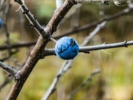 zärtlich frisch Schlehe Beeren oder im Latein Prunus spinosa Ich, wachsend im das wild und reif zum Ernte im spät Herbst. foto