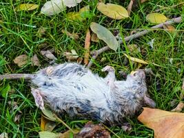 grau Ratte oder im Latein rattus norvegicus tot auf das Gras im ein Stadt Park. Nagetier Steuerung Konzept. foto