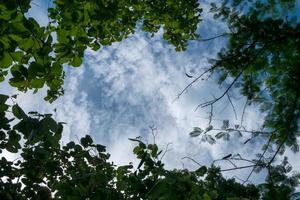 Zweigbaum mit blauem Himmelshintergrund auf der Natur foto